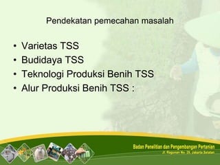 Pendekatan pemecahan masalah
• Varietas TSS
• Budidaya TSS
• Teknologi Produksi Benih TSS
• Alur Produksi Benih TSS :
 