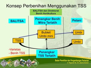 Konsep Perbenihan Menggunakan TSS
TSS
Bublet/
Umbi mini
Umbi
Umbi
BALITSA
Penangkar Benih
Mitra Terlatih
Petani
Penangkar
TSS Terlatih
-Varietas
- Benih TSS
BALITSA dan Direktorat
Benih Hortikultura
 