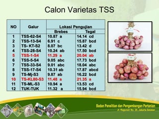 Calon Varietas TSS
NO Galur Lokasi Pengujian
Brebes Tegal
1 TSS-62-S4 10.87 a 14.14 cd
2 TSS-13-S4 6.91 c 15.87 bcd
3 TS- KT-S2 8.07 bc 13.42 d
4 TSS-28-S4 10.24 ab 17.50 bcd
5 TSS-1-S4 11.29 a 20.04 ab
6 TSS-5-S4 9.05 abc 17.73 bcd
7 TSS-33-S4 9.01 abc 18.04 abc
8 TSS-17-S4 10.31 ab 17.87 abcd
9 TS-Mj-S3 9.87 ab 16.22 bcd
10 TS-KL80-S3 11.48 a 21.35 a
11 TS-ML-S3 10.94 a 13.53 cd
12 TUK-TUK 11.32 a 15.94 bcd
 