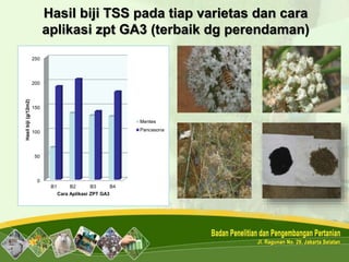 Hasil biji TSS pada tiap varietas dan cara
aplikasi zpt GA3 (terbaik dg perendaman)
0
50
100
150
200
250
B1 B2 B3 B4
Hasilbiji(g/12m2)
Cara Aplikasi ZPT GA3
Mentes
Pancasona
 
