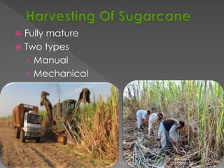  Fully mature 
 Two types 
› Manual 
› Mechanical 
11/10/2014 5 
 