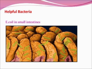 Helpful Bacteria E. coli  in small intestines 