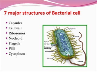 7 major structures of Bacterial cell Capsules Cell wall  Ribosomes Nucleoid Flagella Pilli Cytoplasm 