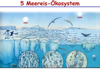 5 Meereis-Ökosystem