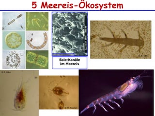 5 Meereis-Ökosystem© R. Kiko© R. Kiko© J. WeissenbergerSole-Kanäleim Meereis© M. Kramer