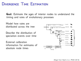 D T E
Goal: Estimate the ages of interior nodes to understand the
timing and rates of evolutionary processes
Model how rates are
distributed across the tree
Describe the distribution of
speciation events over time
External calibration
information for estimates of
absolute node times
fossil Ailuropodinae
fossil Arctodus
fossil Ursus
fossil pinnipeds
Gray wolf
Spotted seal
Giant panda
Spectacled bear
Sun bear
Am. black bear
Asian black bear
Brown bear
Polar bear
Sloth bear
Ursidae
Time (My)
60 2040 0
Eocene Oligocene Miocene
Plio
Pleis
Paleocene
stem fossil Ursidae
fossil canids
(Figure from Heath et al., PNAS 2014)
 