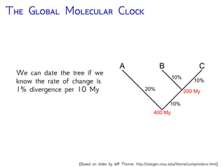 T G M C
We can date the tree if we
know the rate of change is
1% divergence per 10 My
A B C
20%
10%
10%
10%
200 My
400 My
200 My
(Based on slides by Jeﬀ Thorne; http://statgen.ncsu.edu/thorne/compmolevo.html)
 