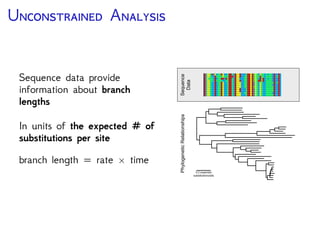 U A
Sequence data provide
information about branch
lengths
In units of the expected # of
substitutions per site
branch length rate × time
0.2 expected
substitutions/site
PhylogeneticRelationshipsSequence
Data
 