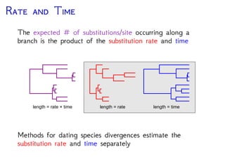 R  T
The expected # of substitutions/site occurring along a
branch is the product of the substitution rate and time
length = rate × time length = rate length = time
Methods for dating species divergences estimate the
substitution rate and time separately
 