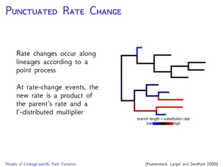 P R C
Rate changes occur along
lineages according to a
point process
At rate-change events, the
new rate is a product of
the parent’s rate and a
Γ-distributed multiplier
low high
branch length = substitution rate
Models of Lineage-speciﬁc Rate Variation (Huelsenbeck, Larget and Swoﬀord 2000)
 