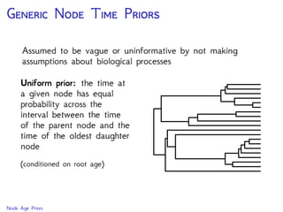 G N T P
Assumed to be vague or uninformative by not making
assumptions about biological processes
Uniform prior: the time at
a given node has equal
probability across the
interval between the time
of the parent node and the
time of the oldest daughter
node
(conditioned on root age)
Node Age Priors
 