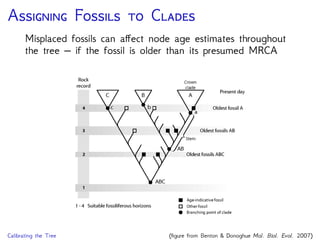 A F  C
Misplaced fossils can aﬀect node age estimates throughout
the tree – if the fossil is older than its presumed MRCA
Calibrating the Tree (ﬁgure from Benton & Donoghue Mol. Biol. Evol. 2007)
 