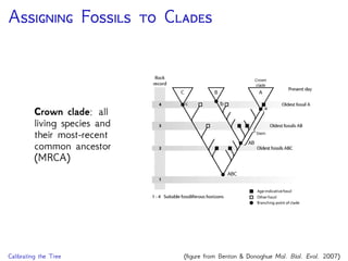 A F  C
Crown clade: all
living species and
their most-recent
common ancestor
(MRCA)
Calibrating the Tree (ﬁgure from Benton & Donoghue Mol. Biol. Evol. 2007)
 