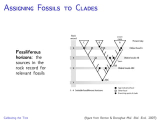 A F  C
Fossiliferous
horizons: the
sources in the
rock record for
relevant fossils
Calibrating the Tree (ﬁgure from Benton & Donoghue Mol. Biol. Evol. 2007)
 
