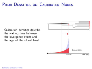 P D  C N
Calibration densities describe
the waiting time between
the divergence event and
the age of the oldest fossil
Minimum age
Exponential (λ)
Time (My)
Calibrating Divergence Times
 