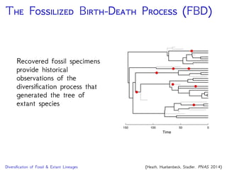 T F B-D P (FBD)
Recovered fossil specimens
provide historical
observations of the
diversiﬁcation process that
generated the tree of
extant species
150 100 50 0
Time
Diversiﬁcation of Fossil & Extant Lineages (Heath, Huelsenbeck, Stadler. PNAS 2014)
 