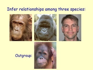 Infer relationships among three species:
Outgroup:
 