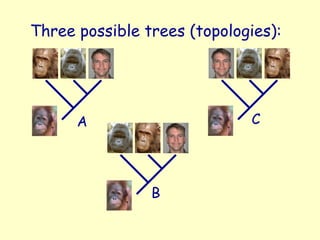 Three possible trees (topologies):
A
B
C
 