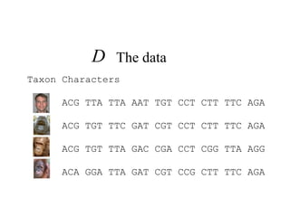 D The data
Taxon Characters
A ACG TTA TTA AAT TGT CCT CTT TTC AGA
B ACG TGT TTC GAT CGT CCT CTT TTC AGA
C ACG TGT TTA GAC CGA CCT CGG TTA AGG
D ACA GGA TTA GAT CGT CCG CTT TTC AGA
 