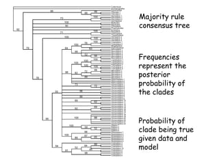 Majority rule
consensus tree
Frequencies
represent the
posterior
probability of
the clades
Probability of
clade being true
given data and
model
 