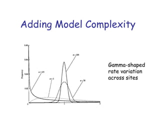 Adding Model Complexity
Gamma-shaped
rate variation
across sites
 