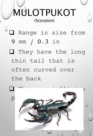 MULOTPUKOT
(Scorpion)
 Range in size from
9 mm / 0.3 in
 They have the long
thin tail that is
often curved over
the back
 They can inflict a
painful sting
 