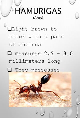HAMURIGAS
(Ants)
Light brown to
black with a pair
of antenna
 measures 2.5 – 3.0
millimeters long
 They possesses
team work.
 