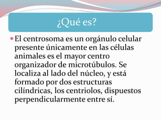 ¿Qué es?
El centrosoma es un orgánulo celular
presente únicamente en las células
animales es el mayor centro
organizador de microtúbulos. Se
localiza al lado del núcleo, y está
formado por dos estructuras
cilíndricas, los centriolos, dispuestos
perpendicularmente entre sí.