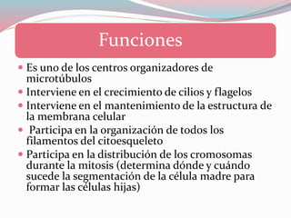 Funciones
Es uno de los centros organizadores de
microtúbulos
Interviene en el crecimiento de cilios y flagelos
Interviene en el mantenimiento de la estructura de
la membrana celular
Participa en la organización de todos los
filamentos del citoesqueleto
Participa en la distribución de los cromosomas
durante la mitosis (determina dónde y cuándo
sucede la segmentación de la célula madre para
formar las células hijas)
