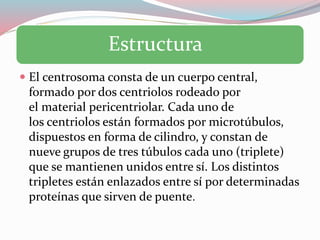 Estructura
El centrosoma consta de un cuerpo central,
formado por dos centriolos rodeado por
el material pericentriolar. Cada uno de
los centriolos están formados por microtúbulos,
dispuestos en forma de cilindro, y constan de
nueve grupos de tres túbulos cada uno (triplete)
que se mantienen unidos entre sí. Los distintos
tripletes están enlazados entre sí por determinadas
proteínas que sirven de puente.