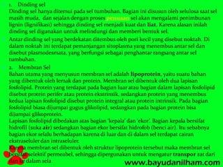  1. Dinding sel 
Dinding sel hanya ditemui pada sel tumbuhan. Bagian ini disusun oleh selulosa saat sel 
masih muda, dan sejalan dengan proses penuaan sel akan mengalami penimbunan 
lignin (lignifikasi) sehingga dinding sel menjadi kuat dan liat. Karena alasan inilah 
dinding sel digunakan untuk melindungi dan memberi bentuk sel. 
 Antar dinding sel yang berdekatan ditembus oleh pori kecil yang disebut noktah. Di 
dalam noktah ini terdapat pemanjangan sitoplasma yang menembus antar sel dan 
disebut plasmodesmata, yang berfungsi sebagai penghantar rangsang antar sel 
tumbuhan. 
 2. Membran Sel 
Bahan utama yang menyusun membran sel adalah lipoprotein, yaitu suatu bahan 
yang dibentuk oleh lemak dan protein. Membran sel dibentuk oleh dua lapisan 
fosfolipid. Protein yang terdapat pada bagian luar atau bagian dalam lapisan fosfolipid 
disebut protein perifer atau protein ekstrinsik, sedangkan protein yang menembus 
kedua lapisan fosfolipid disebut protein integral atau protein intrinsik. Pada bagian 
fosfolipid biasa dijumpai gugus glikolipid, sedangkan pada bagian protein bisa 
dijumpai glikoprotein. 
Lapisan fosfolipid dibedakan atas bagian ‘kepala’ dan ‘ekor’. Bagian kepala bersifat 
hidrofil (suka air) sedangkan bagian ekor bersifat hidrofob (benci air). Itu sebabnya 
bagian ekor selalu berhadapan karena di luar dan di dalam sel terdapat cairan 
ekstraseluler dan intraseluler. 
Karena membran sel dibentuk oleh struktur lipoprotein tersebut maka membran sel 
bersifat selektif permeabel, sehingga dipergunakan untuk mengatur transpor zat dari 
dan ke dalam sela 
 