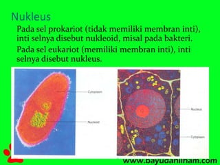 Nukleus 
Pada sel prokariot (tidak memiliki membran inti), 
inti selnya disebut nukleoid, misal pada bakteri. 
Pada sel eukariot (memiliki membran inti), inti 
selnya disebut nukleus. 
 