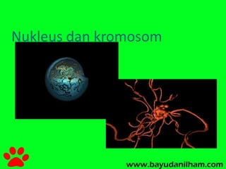 Nukleus dan kromosom 
 