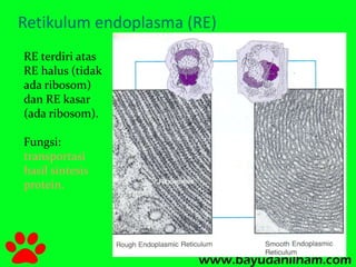 Retikulum endoplasma (RE) 
RE terdiri atas 
RE halus (tidak 
ada ribosom) 
dan RE kasar 
(ada ribosom). 
Fungsi: 
transportasi 
hasil sintesis 
protein. 
 