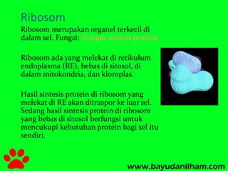Ribosom 
Ribosom merupakan organel terkecil di 
dalam sel. Fungsi: Tempat sintesis protein. 
Ribosom ada yang melekat di retikulum 
endoplasma (RE), bebas di sitosol, di 
dalam mitokondria, dan kloroplas. 
Hasil sintesis protein di ribosom yang 
melekat di RE akan ditraspor ke luar sel. 
Sedang hasil sintesis protein di ribosom 
yang bebas di sitosol berfungsi untuk 
mencukupi kebutuhan protein bagi sel itu 
sendiri. 
 