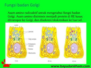 Fungsi badan Golgi 
Asam amino radioaktif untuk mengetahui fungsi badan 
Golgi. Asam amino disintesis menjadi protein di RE kasar, 
ditranspor ke Golgi, dan disekresi/ekskresikan ke luar sel. 
 