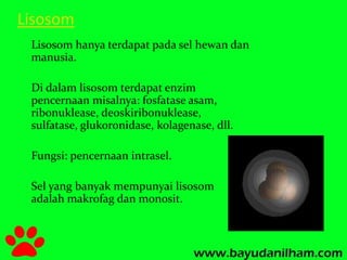 Lisosom 
Lisosom hanya terdapat pada sel hewan dan 
manusia. 
Di dalam lisosom terdapat enzim 
pencernaan misalnya: fosfatase asam, 
ribonuklease, deoskiribonuklease, 
sulfatase, glukoronidase, kolagenase, dll. 
Fungsi: pencernaan intrasel. 
Sel yang banyak mempunyai lisosom 
adalah makrofag dan monosit. 
 