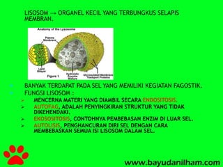 LISOSOM → ORGANEL KECIL YANG TERBUNGKUS SELAPIS 
MEMBRAN. 
 BANYAK TERDAPAT PADA SEL YANG MEMILIKI KEGIATAN FAGOSTIK. 
 FUNGSI LISOSOM : 
 MENCERNA MATERI YANG DIAMBIL SECARA ENDOSITOSIS. 
 AUTOFAG, ADALAH PENYINGKIRAN STRUKTUR YANG TIDAK 
DIKEHENDAKI. 
 EKOSOSITOSIS, CONTOHNYA PEMBEBASAN ENZIM DI LUAR SEL. 
 AUTOLISIS, PENGHANCURAN DIRI SEL DENGAN CARA 
MEMBEBASKAN SEMUA ISI LISOSOM DALAM SEL. 
 