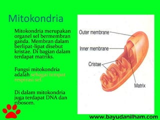 Mitokondria 
Mitokondria merupakan 
organel sel bermembran 
ganda. Membran dalam 
berlipat-lipat disebut 
kristae. Di bagian dalam 
terdapat matriks. 
Fungsi mitokondria 
adalah sebagai tempat 
respirasi sel. 
Di dalam mitokondria 
juga terdapat DNA dan 
ribosom. 
 