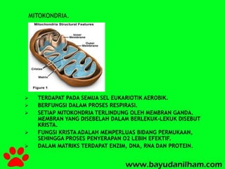 MITOKONDRIA. 
 TERDAPAT PADA SEMUA SEL EUKARIOTIK AEROBIK. 
 BERFUNGSI DALAM PROSES RESPIRASI. 
 SETIAP MITOKONDRIA TERLINDUNG OLEH MEMBRAN GANDA. 
MEMBRAN YANG DISEBELAH DALAM BERLEKUK-LEKUK DISEBUT 
KRISTA. 
 FUNGSI KRISTA ADALAH MEMPERLUAS BIDANG PERMUKAAN, 
SEHINGGA PROSES PENYERAPAN O2 LEBIH EFEKTIF. 
 DALAM MATRIKS TERDAPAT ENZIM, DNA, RNA DAN PROTEIN. 
 