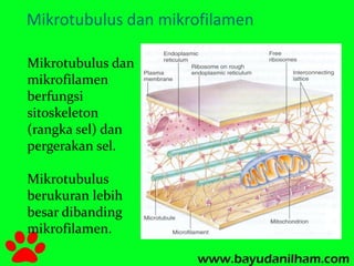 Mikrotubulus dan mikrofilamen 
Mikrotubulus dan 
mikrofilamen 
berfungsi 
sitoskeleton 
(rangka sel) dan 
pergerakan sel. 
Mikrotubulus 
berukuran lebih 
besar dibanding 
mikrofilamen. 
 