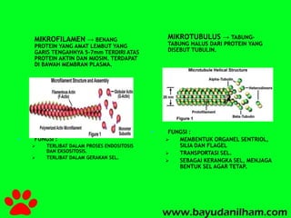MIKROFILAMEN → BENANG 
PROTEIN YANG AMAT LEMBUT YANG 
GARIS TENGAHNYA 5-7mm TERDIRI ATAS 
PROTEIN AKTIN DAN MIOSIN. TERDAPAT 
DI BAWAH MEMBRAN PLASMA. 
 FUNGSI : 
 TERLIBAT DALAM PROSES ENDOSITOSIS 
DAN EKSOSITOSIS. 
 TERLIBAT DALAM GERAKAN SEL. 
MIKROTUBULUS → TABUNG-TABUNG 
HALUS DARI PROTEIN YANG 
DISEBUT TUBULIN. 
 FUNGSI : 
 MEMBENTUK ORGANEL SENTRIOL, 
SILIA DAN FLAGEL 
 TRANSPORTASI SEL. 
 SEBAGAI KERANGKA SEL, MENJAGA 
BENTUK SEL AGAR TETAP. 
 
