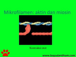 Mikrofilamen: aktin dan miosin 
Kontraksi otot 
 