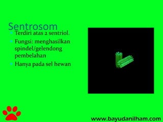 Sentrosom  Terdiri atas 2 sentriol. 
 Fungsi: menghasilkan 
spindel/gelendong 
pembelahan 
 Hanya pada sel hewan 
 