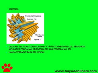 SENTRIOL 
 ORGANEL SEL YANG TERSUSUN DARI 9 TRIPLET MIKROTUBULUS, BERFUNGSI 
MENGATUR PEMISAHAN KROMOSOM SELAMA PEMBELAHAN SEL 
 HANYA TERDAPAT PADA SEL HEWAN 
 