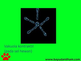 Vakuola kontraktil 
(pada sel hewan) 
 