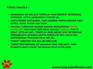  FUNGSI VAkUOLA : 
 MEMASUKAN AIR MELALUI TONOPLAS YANG BERSIFAT DIFERENSIAL 
PERMIABEL UNTUK MEMBANGUN TURGOR SEL. 
 ADNYA PIGMEN ANTOSIANIN, YANG MEMBERI WARNA MENARIK PADA 
BUNGA, BUAH, PUCUK DAN DAUN. 
 VACUOLA TUMBUHAN KADANG-KADANG MENGANDUNG ENZYM 
HIDROLITIK YANG DAPAT BERTINDAK SEBAGAI LISOSOM, WAKTU 
HIDUP. SETELAH MATI, TONOPLAS KEHILANGAN SIFAT DIFERENSIAL 
PERMIABELNYA SEHINGGA ENZYM HIDROLITIK BISA LOLOS DAN 
MENYEBABKAN PENGHANCURAN DIRI SEL. 
 TEMPAT TIMBUNAN SISA-SISA METABOLISME. 
 TEMPAT PENYIMPANAN ZAT MAKANAN YANG TERLARUT, YANG 
SEWAKTU-WAKTU DAPAT DIGUNAKAN OLEH SITOPLASMA. 
 