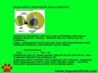BADAN MIKRO (PEROKSISOM DAN GLIOKSISOM) 
 PEROKSISOM BERUKURAN LEBIH KECIL DARI MITOKONDRIA DAN MEMILIKI 
MEMBRAN PEMBATAS TUNGGAL, TERDAPAT PADA SEL HEWAN DAN SEL 
TUMBUHAN. 
 FUNGSI : MENGANDUNG ENZYM KATALASE YANG DAPAT MENETRALKAN H2O2 
(HIDROGEN PEROKSIDA) YANG BERSIFAT RACUN (TOKSIN). 
ENZYM KATALASE 
H2O2 H2O + O2 
 PEROKSISOM PADA SEL HEWAN BANYAK TERDAPAT DI HATI DAN GINJAL. PADA 
TUMBUHAN TERDAPAT PADA BERBAGAI SEL. 
 GLIOKSISOM HANYA TERDAPAT PADA TUMBUHAN YAITU PADA BIJI. GLIOKSISOM 
DAPAT MENGHASILKAN ENZYM YANG DAPAT MERUBAH LEMAK → GLUKOSA, 
YANG DAPAT MENGHASILKAN ENERGI UNTUK BERKECAMBAH. 
 
