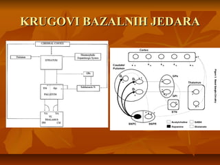 KRUGOVI BAZALNIH JEDARAKRUGOVI BAZALNIH JEDARA
 