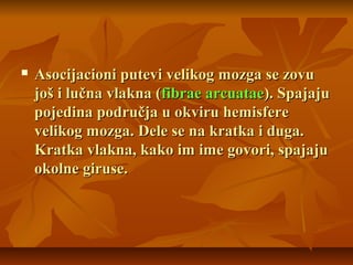  Asocijacioni putevi velikog mozga se zovuAsocijacioni putevi velikog mozga se zovu
još i lučna vlakna (još i lučna vlakna (fibrae arcuataefibrae arcuatae). Spajaju). Spajaju
pojedina područja u okviru hemisferepojedina područja u okviru hemisfere
velikog mozgavelikog mozga.. Dele se na kratka i duga.Dele se na kratka i duga.
Kratka vlakna, kako im ime govori, spajajuKratka vlakna, kako im ime govori, spajaju
okolne giruse.okolne giruse.
 